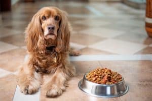 english cocker spaniel, nature, dog