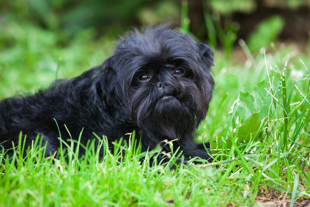 Affenpinscher