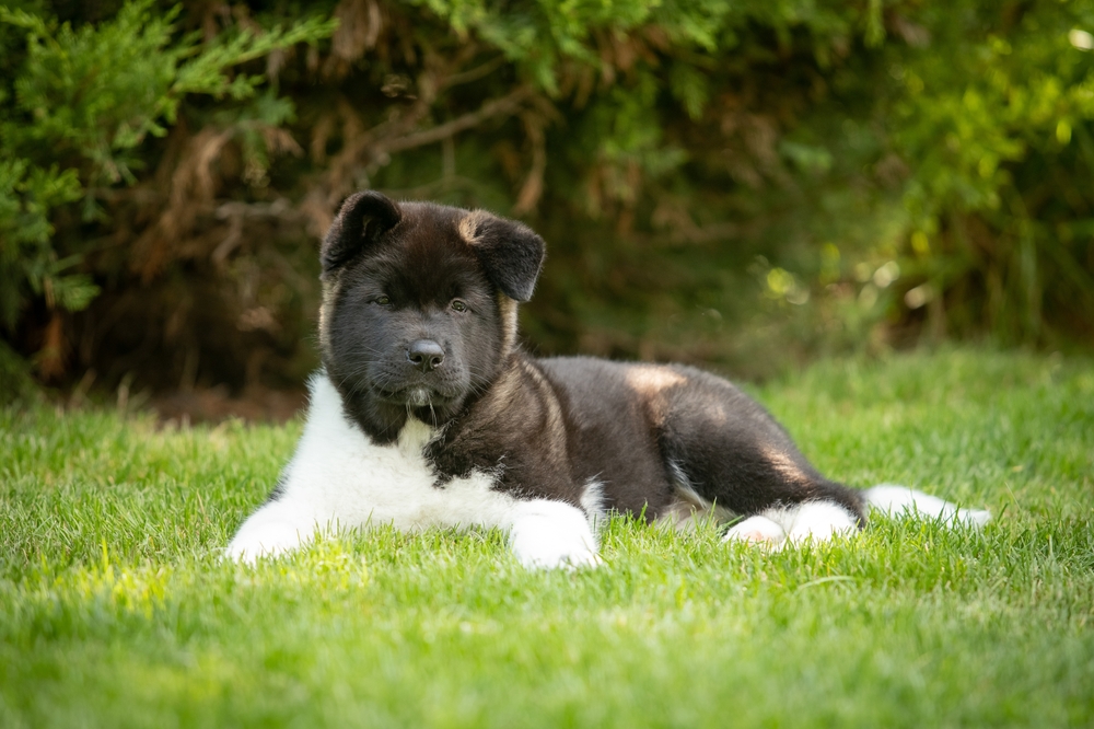 American Akita