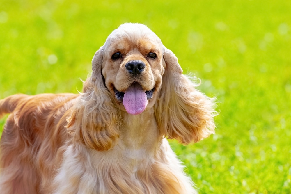 American Cocker Spaniel