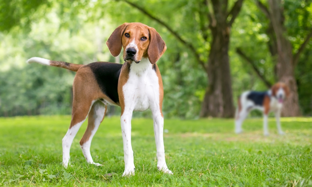 American Foxhound