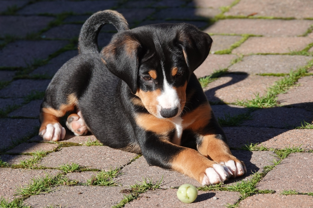 Appenzeller Sennenhund