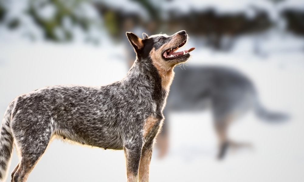 Australian Stumpy Tail Cattle Dog
