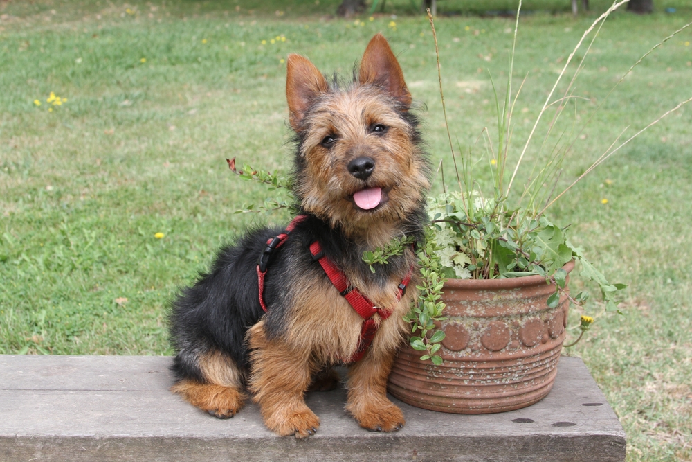 Australian Terrier