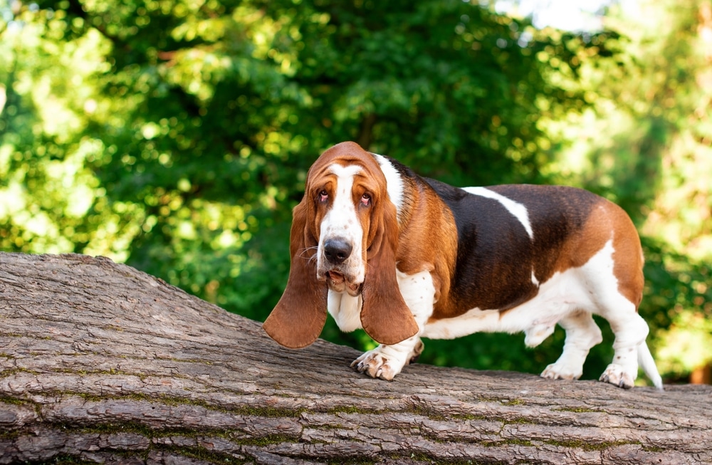 Basset Hound