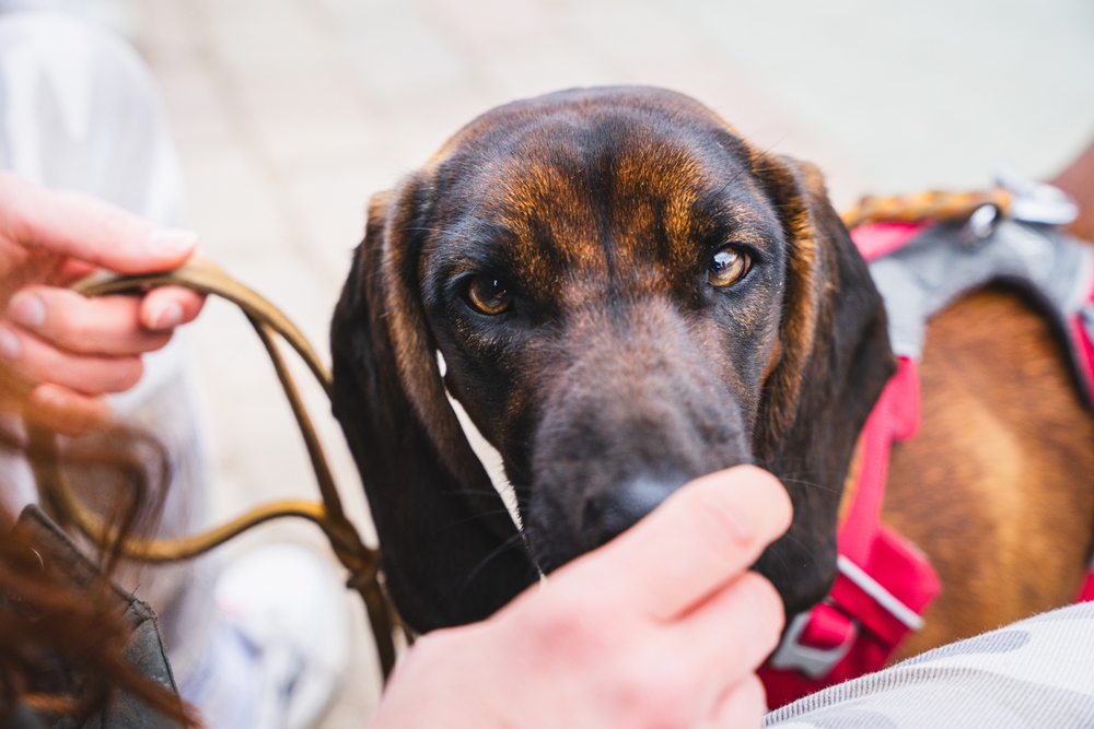 Bayerischer Gebirgsschweißhund
