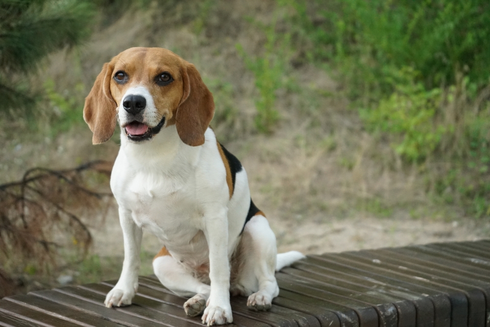Beagle
