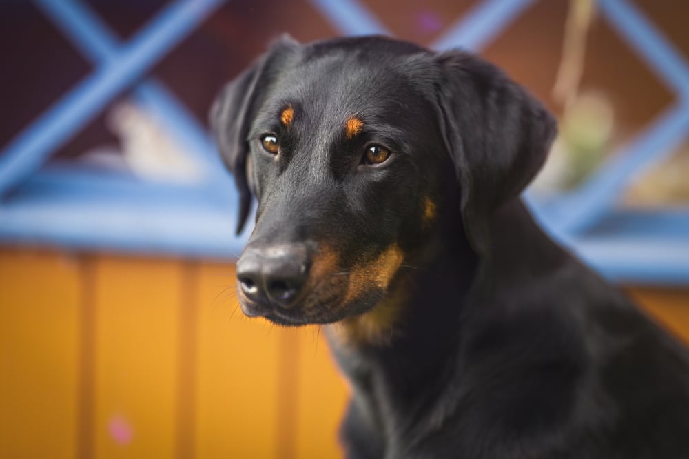 Beauceron