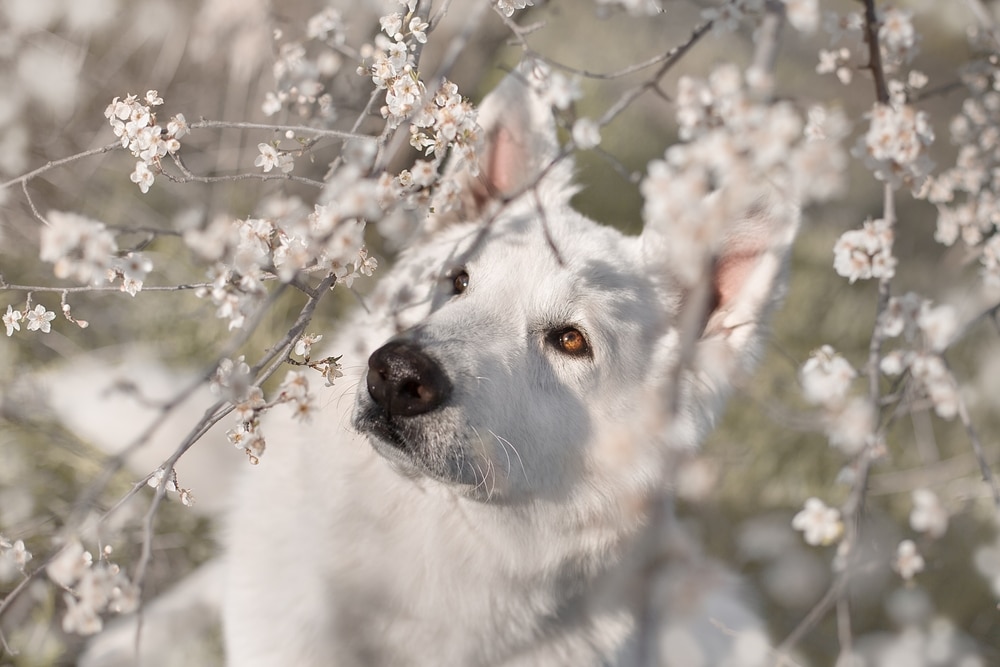 Berger Blanc Suisse