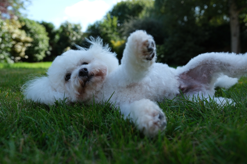 Bichon Frisé