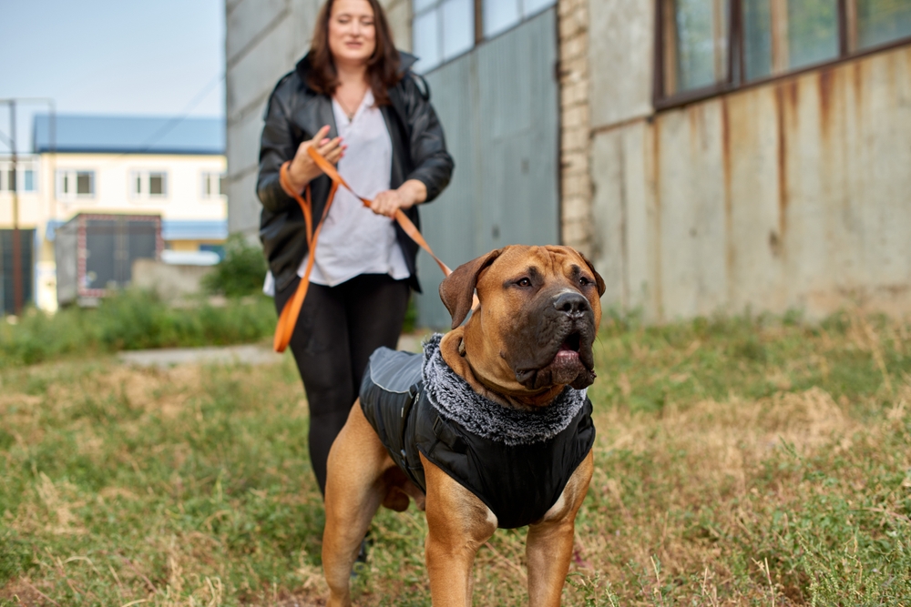 Boerboel