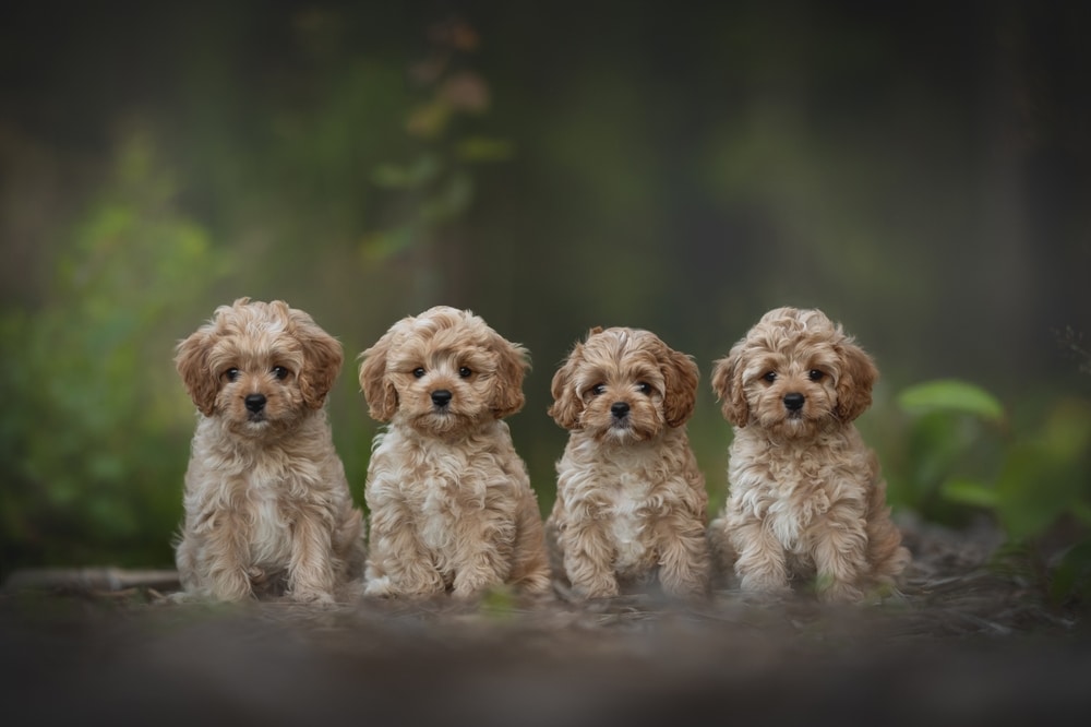 Cavapoo
