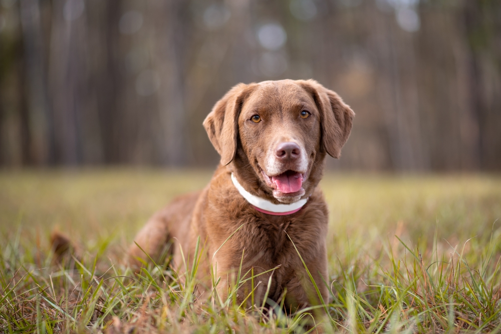 Chesapeake Bay Retriever
