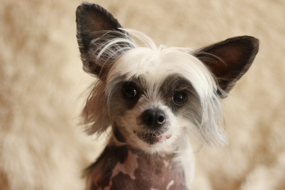 Chinesische Schopfhund