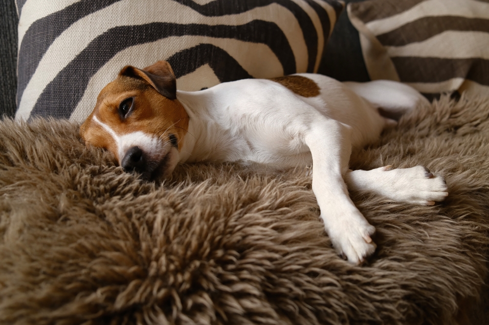 Dänisch Schwedischer Hofhund