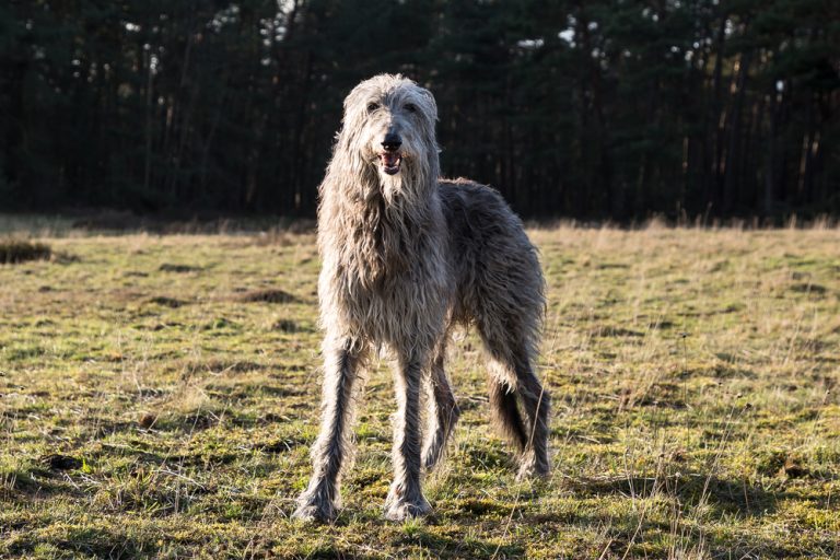 Deerhound