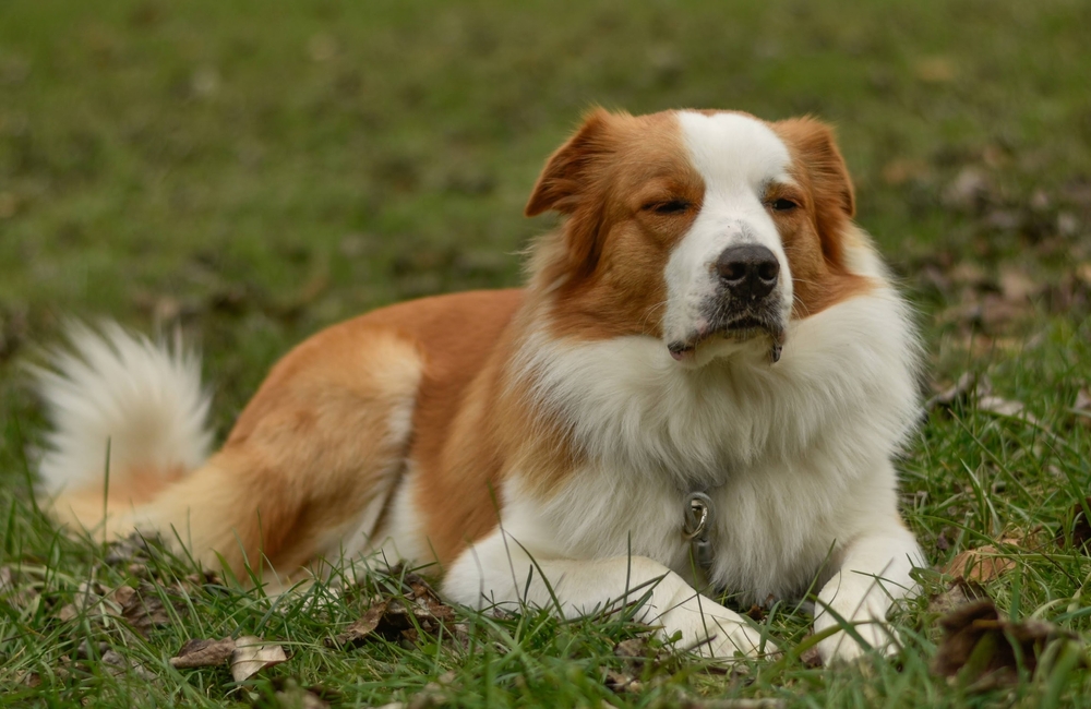 Entlebucher Sennenhund