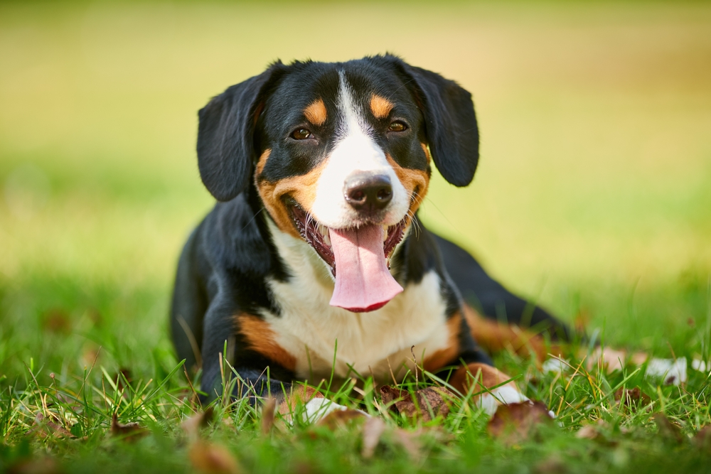 Entlebucher Sennenhund