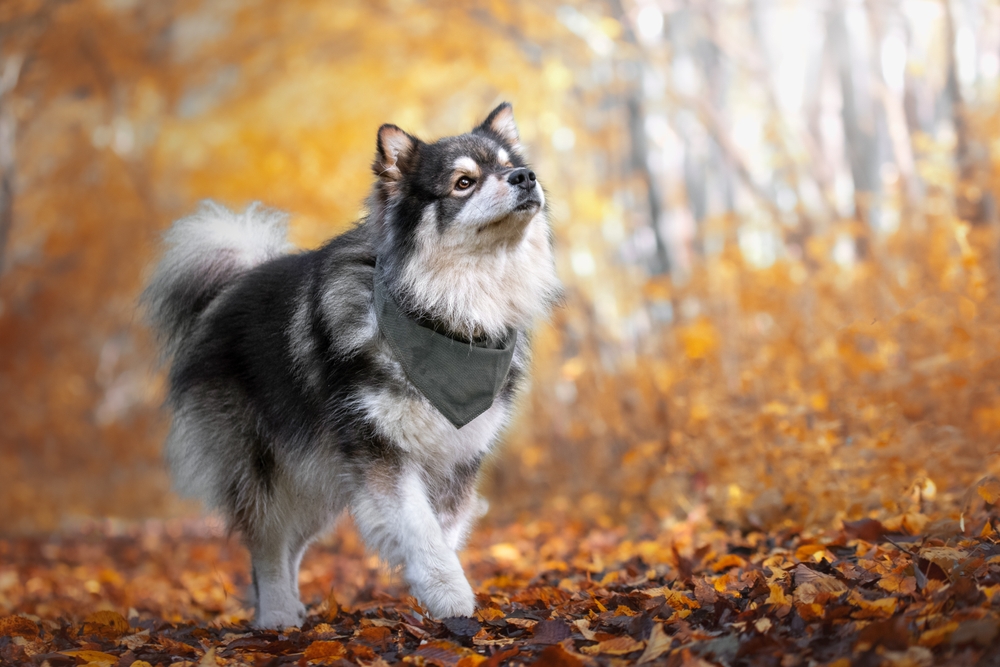 Finnischer Lapphund