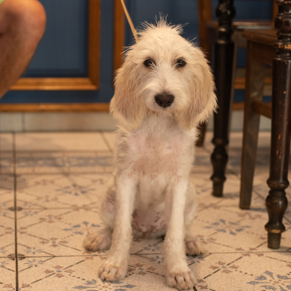 Grand Griffon Vendéen