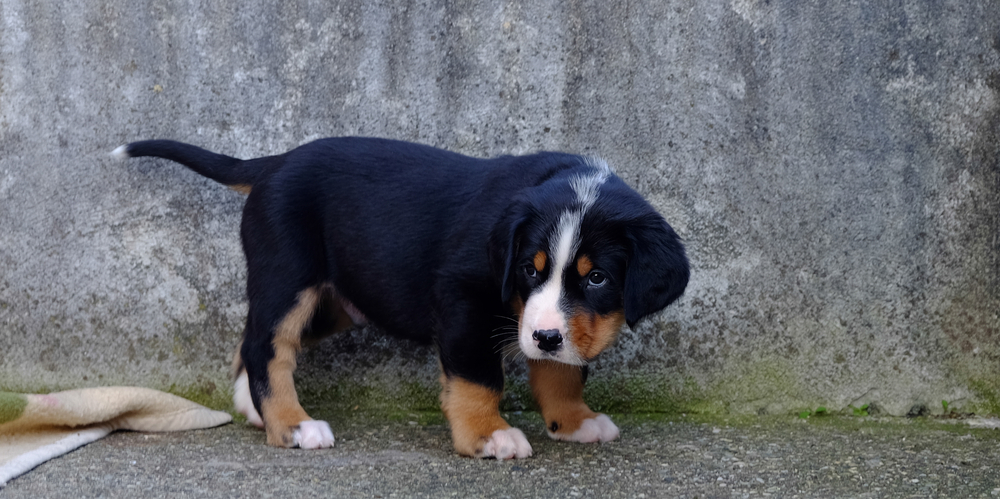 Großer Schweizer Sennenhund
