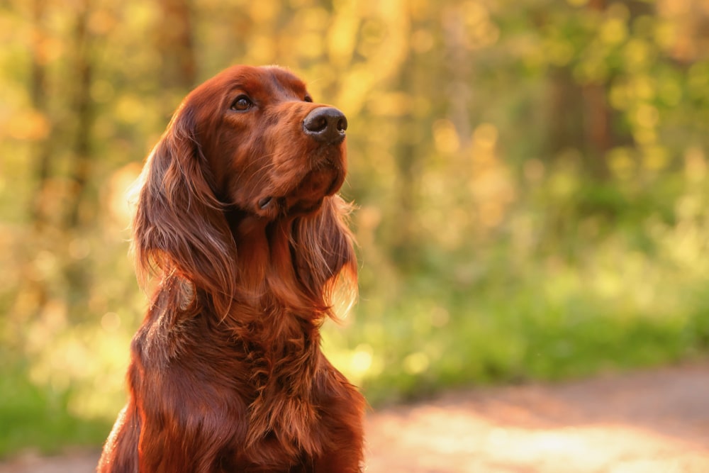 Irish Red Setter
