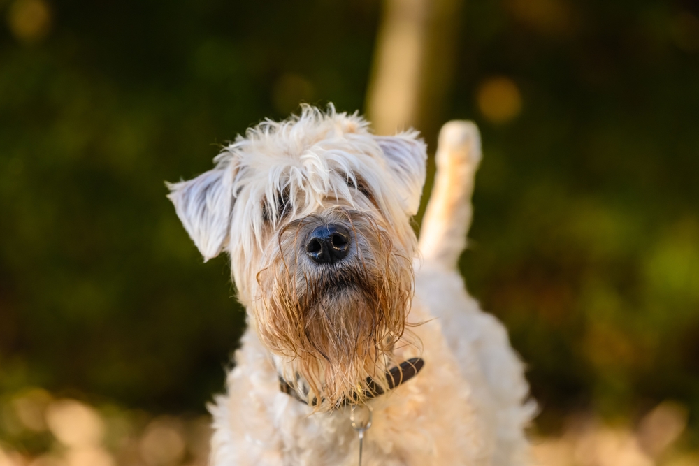 Irish Soft Coated Wheaten Terrier