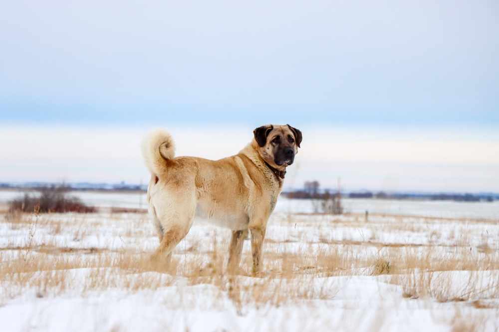 Kangal