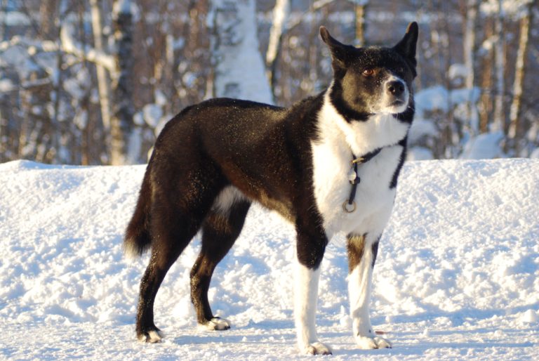 Karelischer Bärenhund