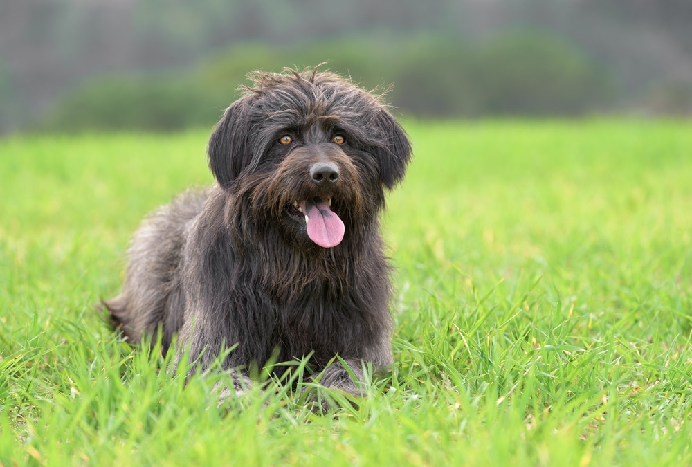 Katalanischer Schäferhund