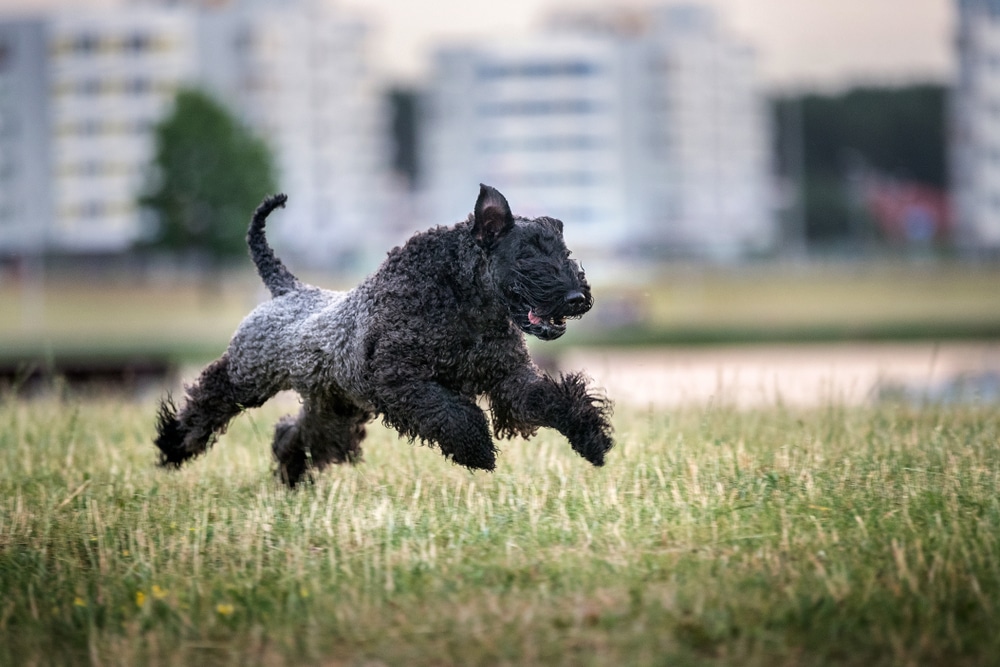 Kerry Blue Terrier