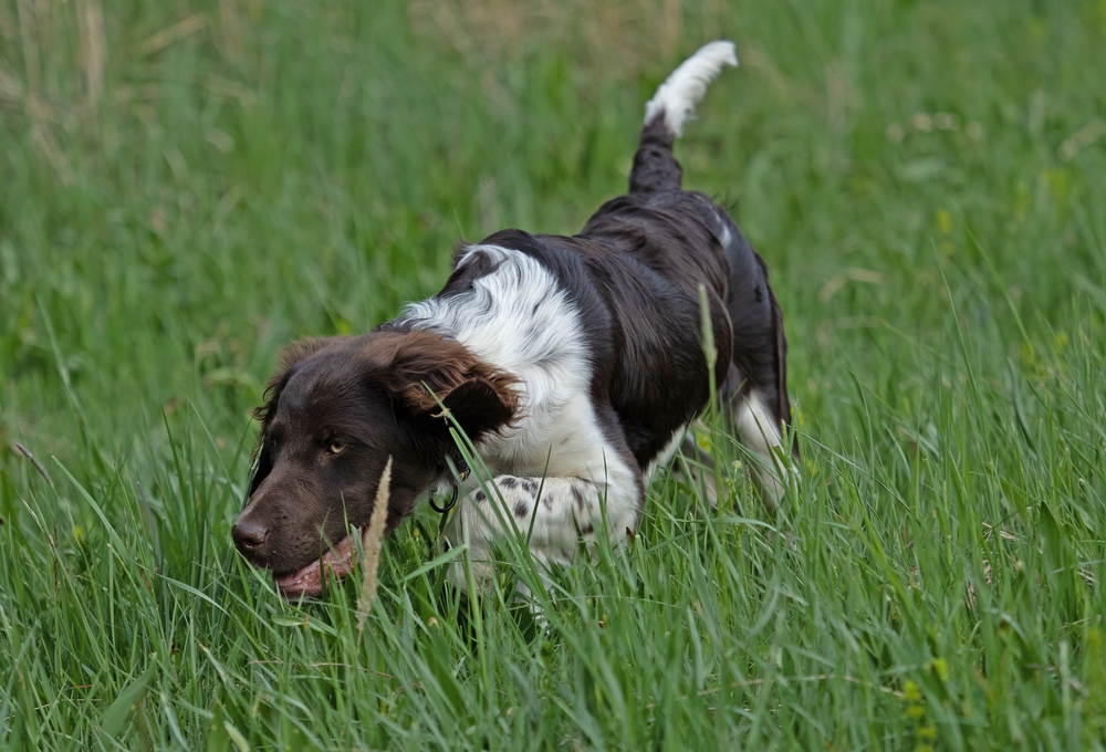 Kleiner Münsterländer