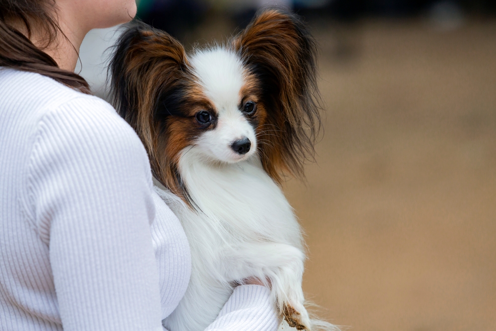 Kontinentaler Zwergspaniel