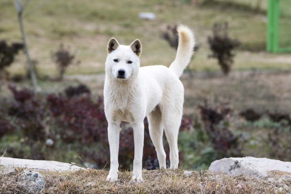 Korea Jindo Dog