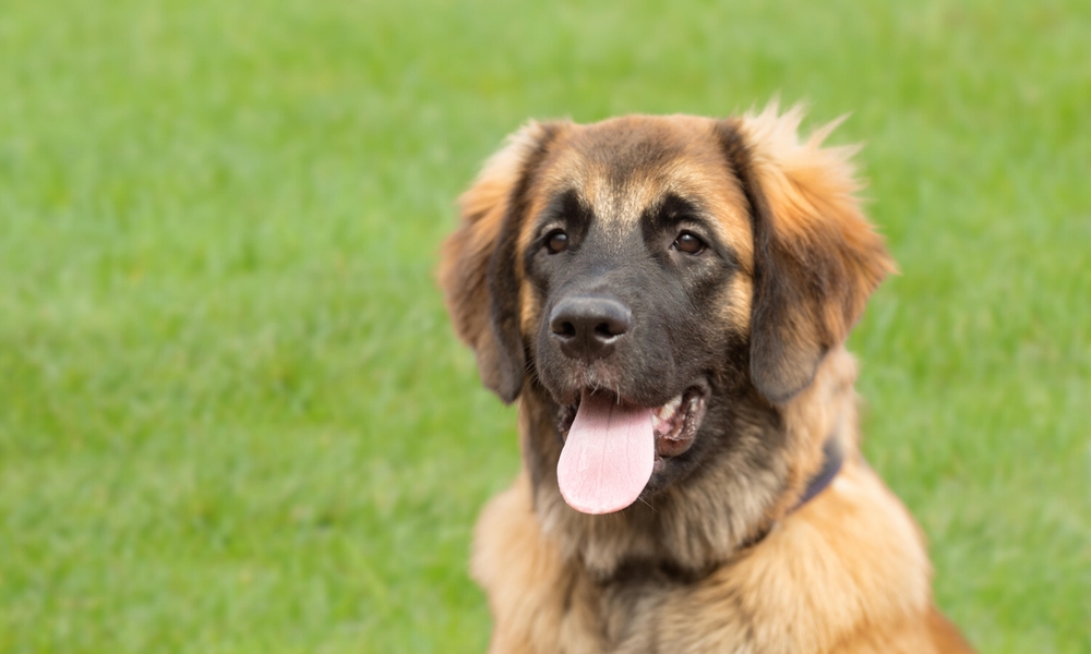 Leonberger