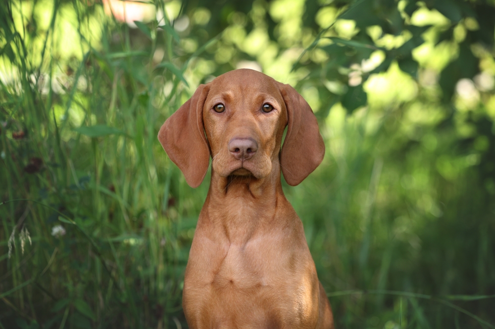 Magyar Vizsla