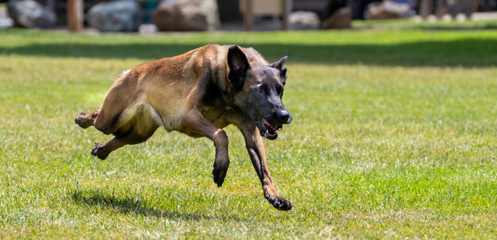 Malinois