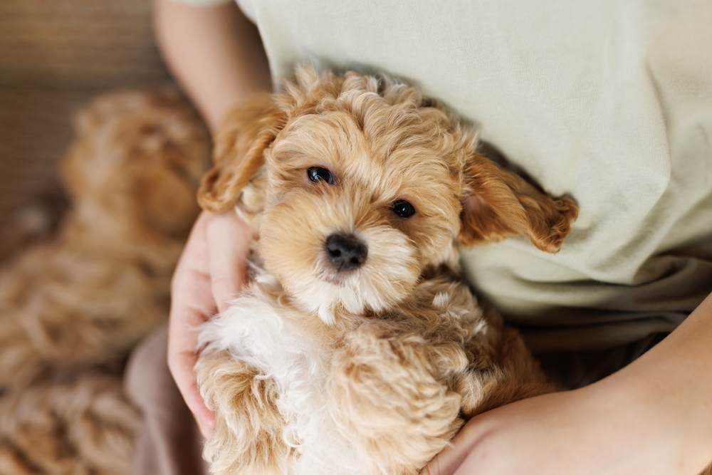 Maltipoo