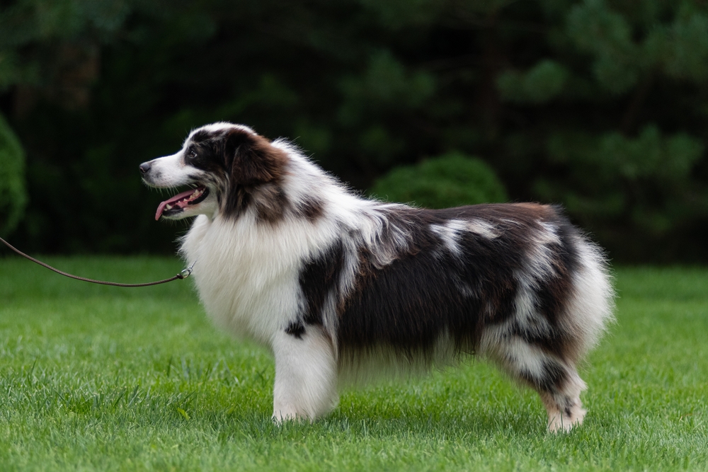 Miniature American Shepherd