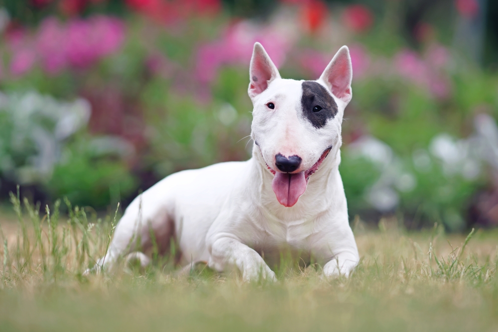 Miniature Bull Terrier