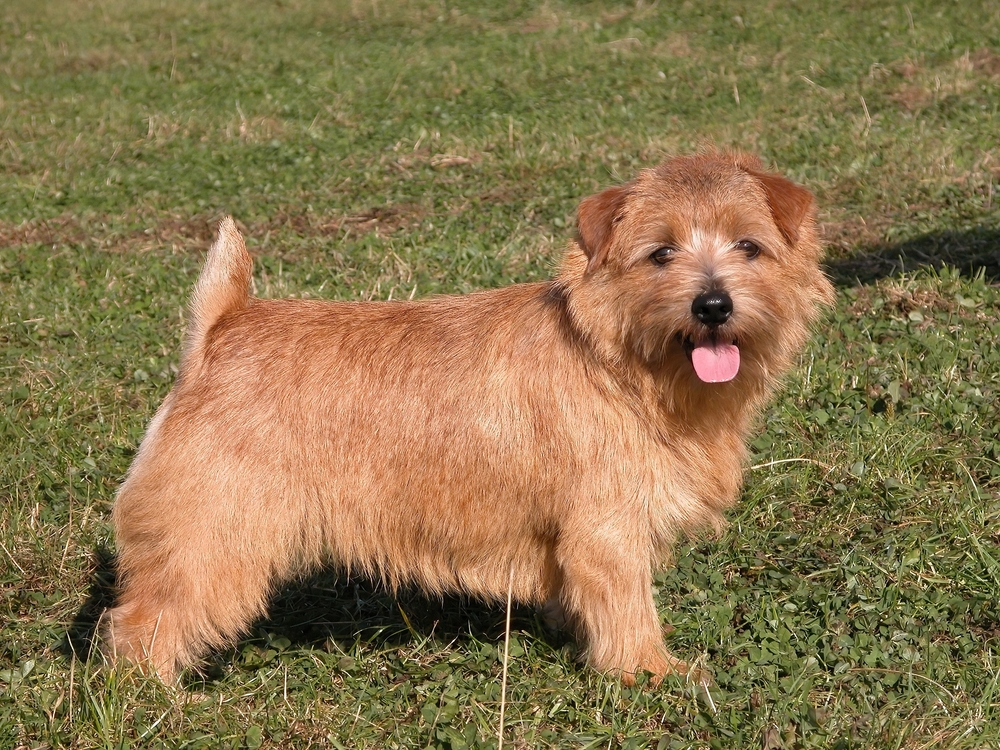 Norfolk Terrier