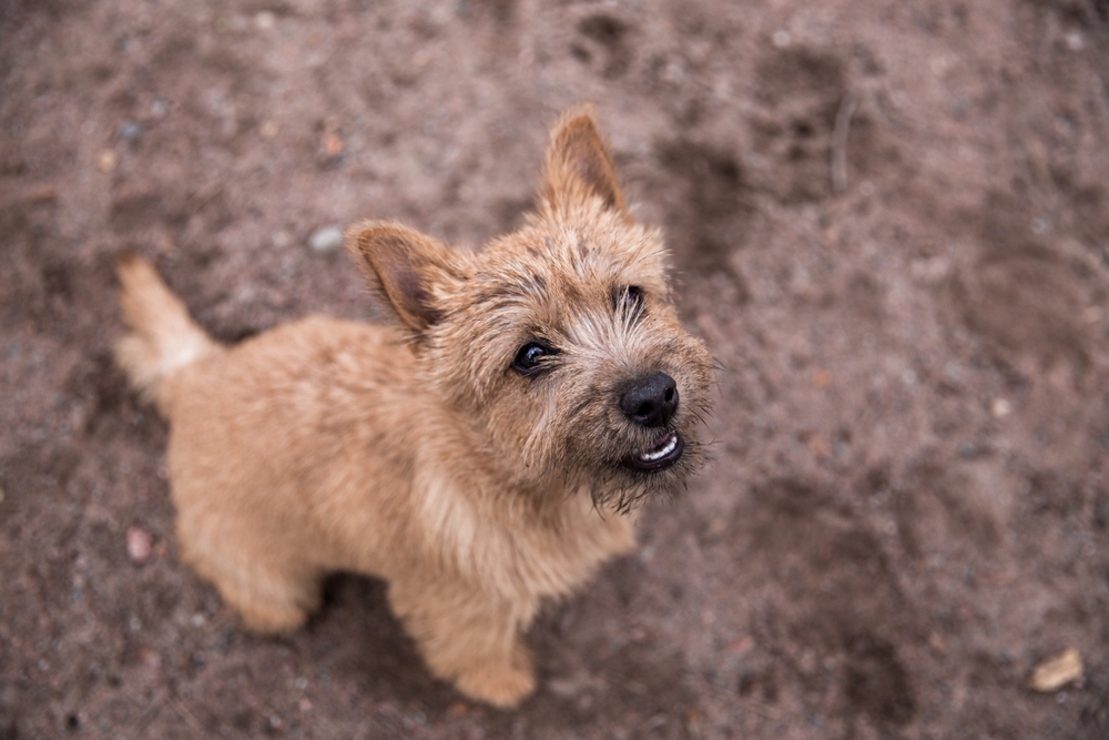 Norwich Terrier
