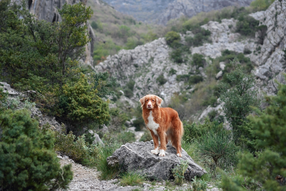 Nova Scotia Duck Tolling Retriever
