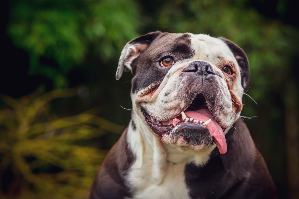 Olde English Bulldogge