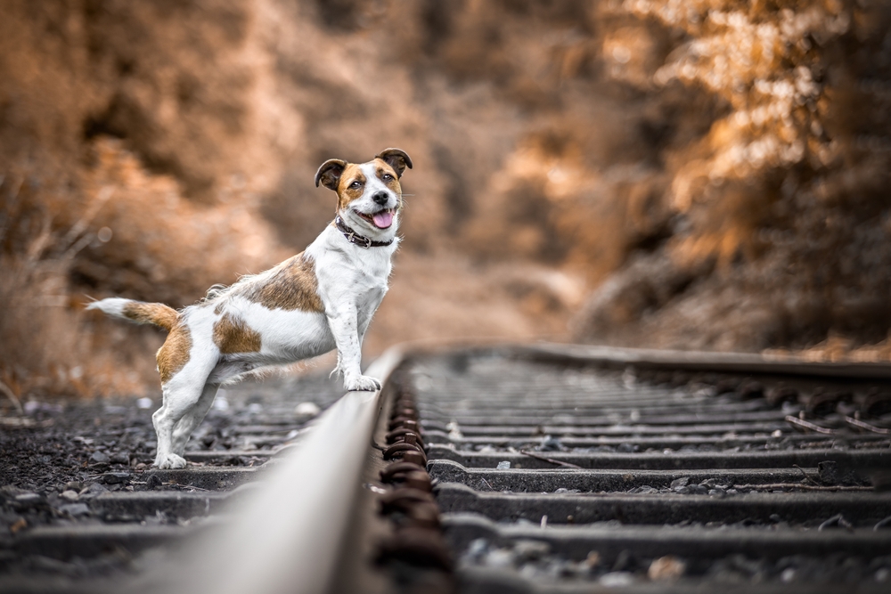 Parson Russell Terrier