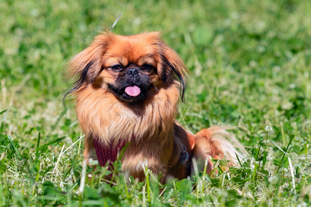 Pekingese