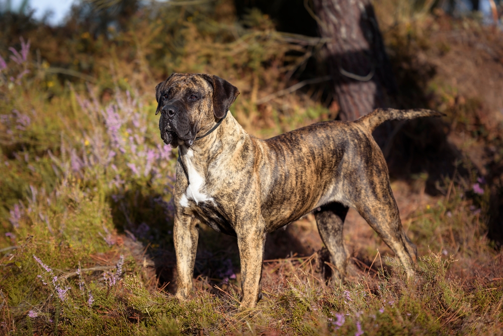 Presa Canario