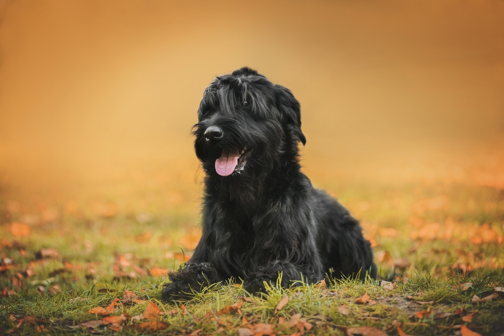 Russischer Schwarzer Terrier