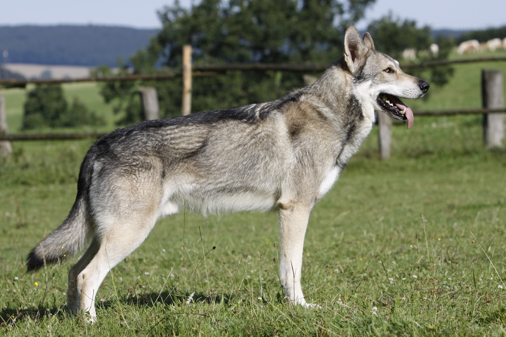 Saarloos Wolfhond