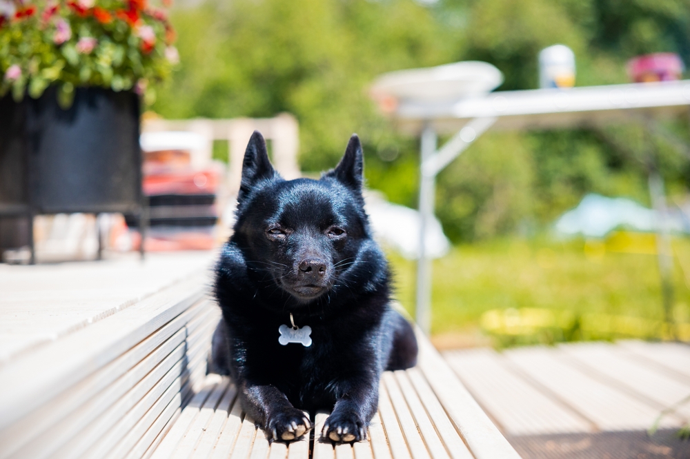 Schipperke